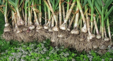 Kdy kopat česnek v rusku a regionech?